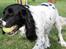 Engelsk springer spaniel Puk - Jeg elsker min bold, og nu få du den ikke<3