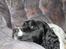 Engelsk springer spaniel Puk - Sofaen er min :-D