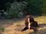 Cocker spaniel Emma