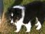 Shetland sheepdog Jubii
