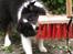 Shetland sheepdog Jubii