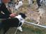 Shetland sheepdog Jubii