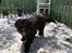 Portugisisk vandhund Nicki - 10 mdr.