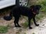 Portugisisk vandhund Nicki - Nyklippet