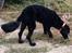 Portugisisk vandhund Nicki - Nyklippet