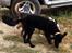 Portugisisk vandhund Nicki - Nyklippet
