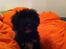 Portugisisk vandhund Nicki - 8 uger