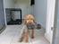 Ruhåret vizsla Ingle