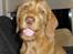 Ruhåret vizsla Ingle