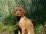 Ruhåret vizsla Ingle