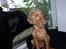 Ruhåret vizsla Ingle