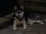 Blanding af racer Nala Bea ( Alaskan Malamute og ? )