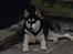 Blanding af racer Nala Bea ( Alaskan Malamute og ? )