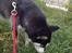 Blanding af racer Nala Bea ( Alaskan Malamute og ? )