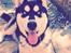 Blanding af racer Nala Bea ( Alaskan Malamute og ? )