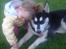 Blanding af racer Nala Bea ( Alaskan Malamute og ? )