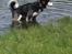 Blanding af racer Nala Bea ( Alaskan Malamute og ? )