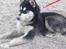 Blanding af racer Nala Bea ( Alaskan Malamute og ? )