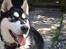Blanding af racer Nala Bea ( Alaskan Malamute og ? )