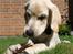 Labrador retriever Django*himmelhund*