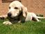 Labrador retriever Django*himmelhund*