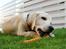 Labrador retriever Django*himmelhund* - mmm gulerod :)