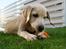 Labrador retriever Django*himmelhund*