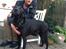 Labrador retriever King