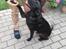 Labrador retriever King