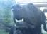 Labrador retriever King