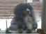Berner sennenhund Astor