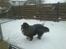 Berner sennenhund Astor