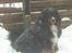 Berner sennenhund Astor