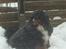Berner sennenhund Astor