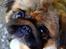 Pekingeser Dengse Ming Blach