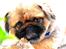 Pekingeser Dengse Ming Blach