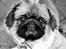 Pekingeser Dengse Ming Blach