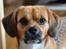 Blanding af racer Beagle/Shih tzu Mailo - 1 år