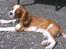 Cavalier king charles spaniel Luca (Timon's Fabulous Wolverine)