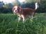 Cavalier king charles spaniel Luca (Timon's Fabulous Wolverine)