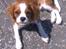 Cavalier king charles spaniel Luca (Timon's Fabulous Wolverine) - Næsten halvt år gammel vuffer..