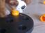 Cavalier king charles spaniel Luca (Timon's Fabulous Wolverine) - For nemt! Nyt spil, tak!