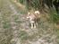 Finsk lapphund Lejoncrona Ecco