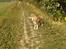 Finsk lapphund Lejoncrona Ecco