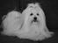 Coton de tulear Daisy - NYT!