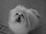 Coton de tulear Daisy