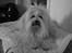 Coton de tulear Daisy - NYT!