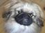 Pekingeser Sigurd - Nok ser han ser ud, men han logre nu med halen :D