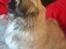 Pekingeser Sigurd