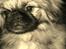 Pekingeser Sigurd